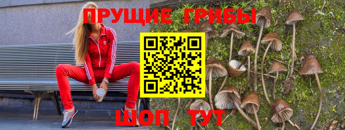Галлюциногенные грибы Cubensis Муравленко